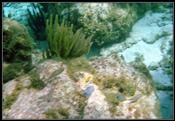 13 Reef near sandbar with some fish